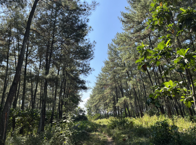 Potensi Alam Pohon Pinus.png