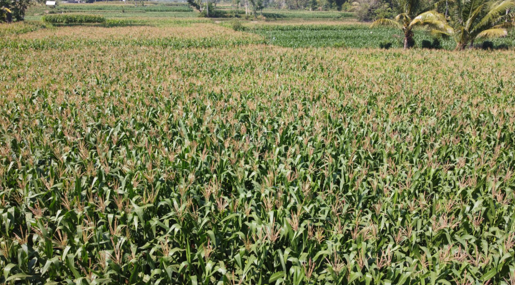 Jagung.png